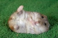 pic for Hamster  